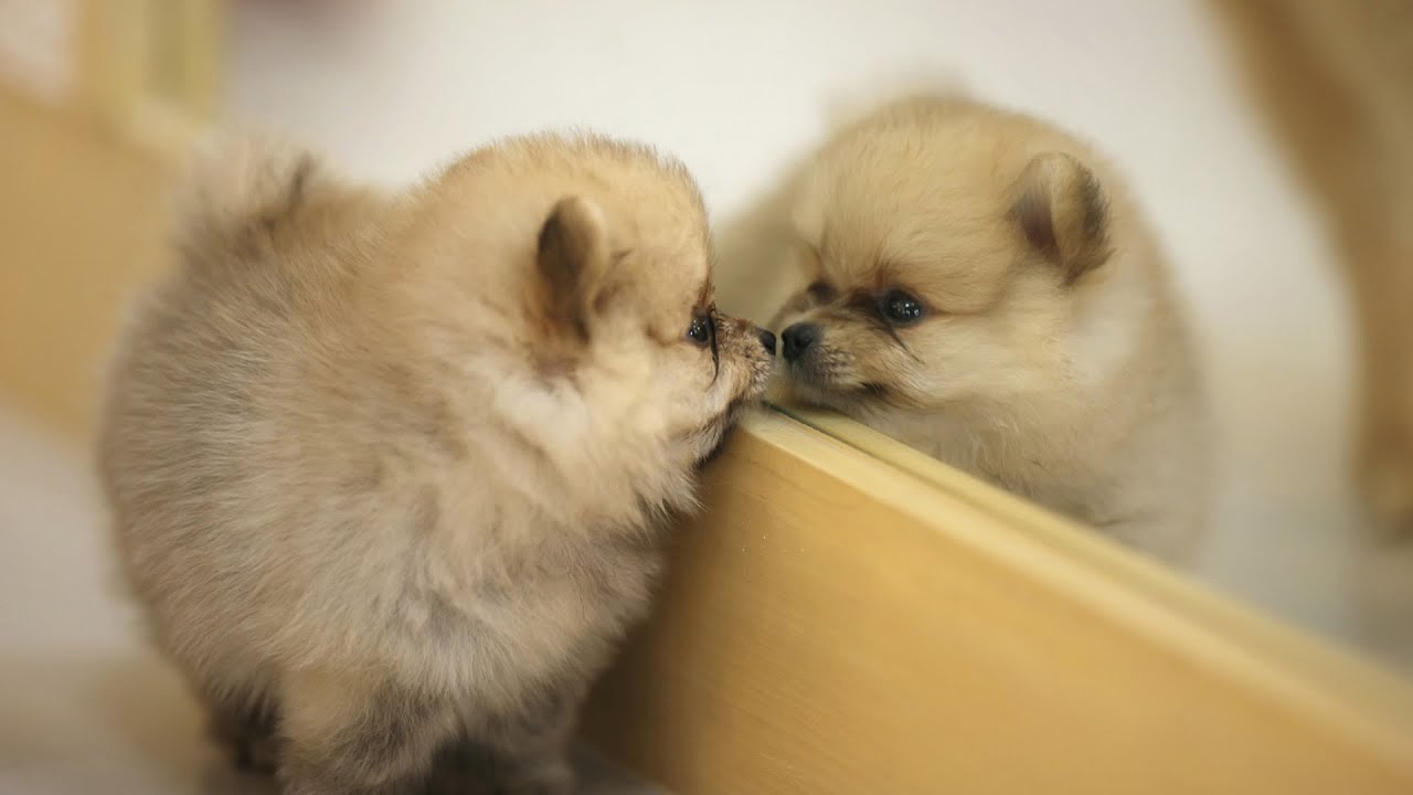 Con chó trong gương