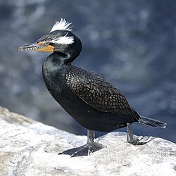 C&acirc;u đố: Chim n&agrave;o th&iacute;ch d&ugrave;ng ng&oacute;n tay t&aacute;c động vật l&yacute;