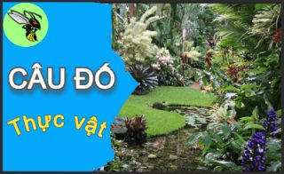 Tổng hợp câu đố dân gian có đáp án - Phần 74
