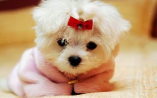 Em cưng của bé