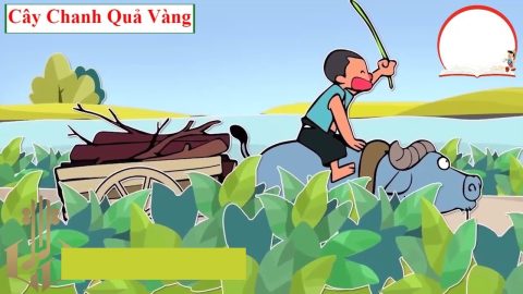 Cây chanh quả vàng