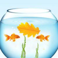 Thuyền lá và những chú cá con