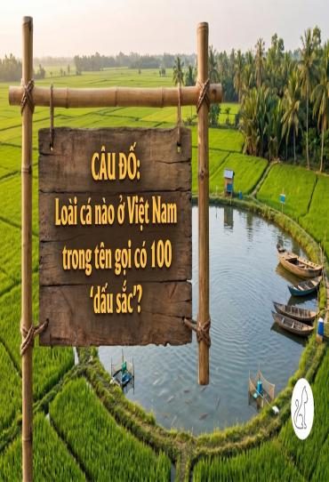 Giải mã câu đố: Loài cá nào ở Việt Nam trong tên gọi có 100 "dấu sắc"?